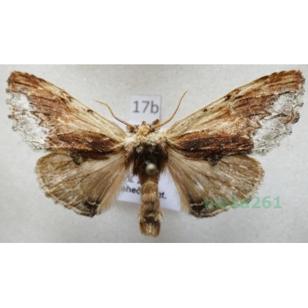 Ptilodon cucullina (Denis & Schiffermüller, 1775) Czech17b